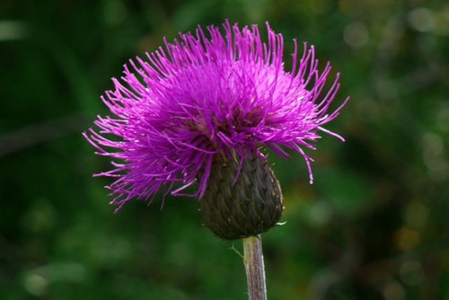 Thе national flower оf Scotland - Thistle | NationalExtras.com