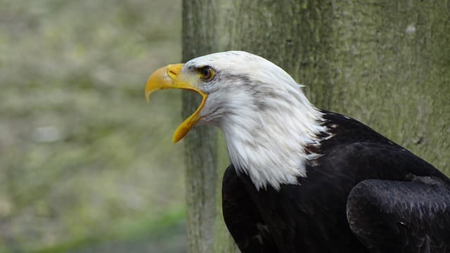 National Animal оf Nigeria- Eagle