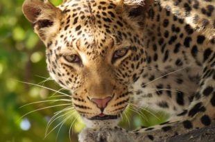 leopard-panther , national animal of Somalia